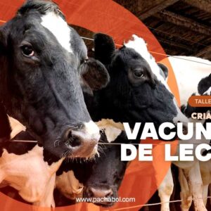 Taller: Crianza Vacunos de Leche (2T-24)