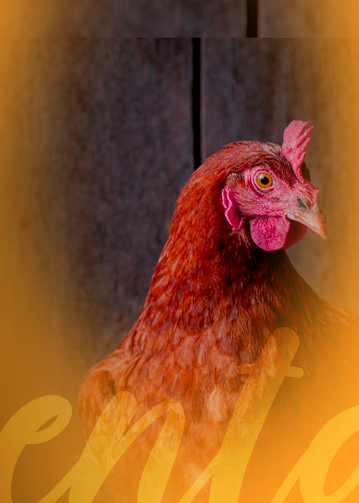 Taller: Crianza y Manejo de Gallinas Ponedoras (2T-26)