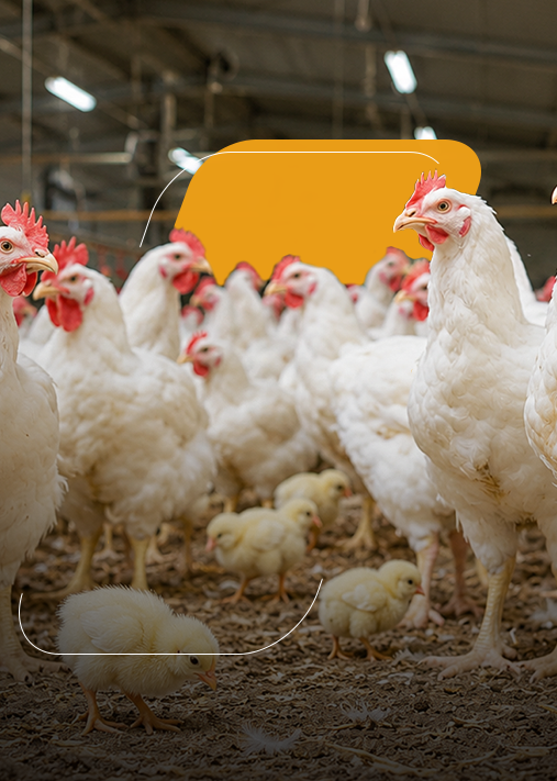Taller: Crianza de Pollos de Engorde y Ponedoras (4T-26)